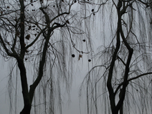 Alberi nel centro di Malcontenta