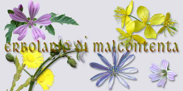 Alcuni fiori delle piante officinali del territorio: Malva, Farfara, Fiore di cicoria selvatica, Celidonia - elaborazione grafica di Simonetta Borrelli